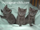 Cute Blue Russian kittens for sale