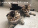 Scottish Fold Kittens for sale